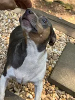 Dusty, a female Rat Terrier and Teddy Roosevelt Terrier for sale in Cumming, GA – 5 of 5