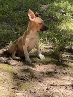 Rosey , a female Rat Terrier and Teddy Roosevelt Terrier for sale in Cumming, GA – 4 of 4