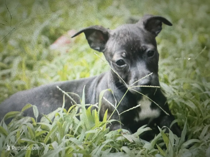 Odyssey – Teddy Roosevelt Terrier puppy for sale in Cumming, GA