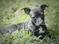 Odyssey, a female Teddy Roosevelt Terrier for sale in Cumming, GA – 1 of 10