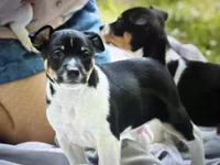 Todd, a male Rat Terrier for sale in Cumming, GA – 4 of 4