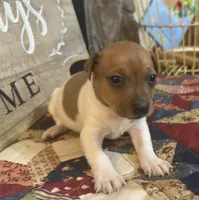 Mercury, a male Rat Terrier and Teddy Roosevelt Terrier for sale in Cumming, GA – 2 of 4