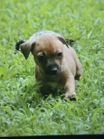 Trip, a male Teddy Roosevelt Terrier for sale in Cumming, GA – 2 of 3