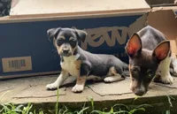 Astro, a male Teddy Roosevelt Terrier for sale in Cumming, GA – 2 of 4