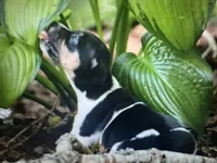 Jetson , a male Teddy Roosevelt Terrier for sale in Cumming, GA – 4 of 7