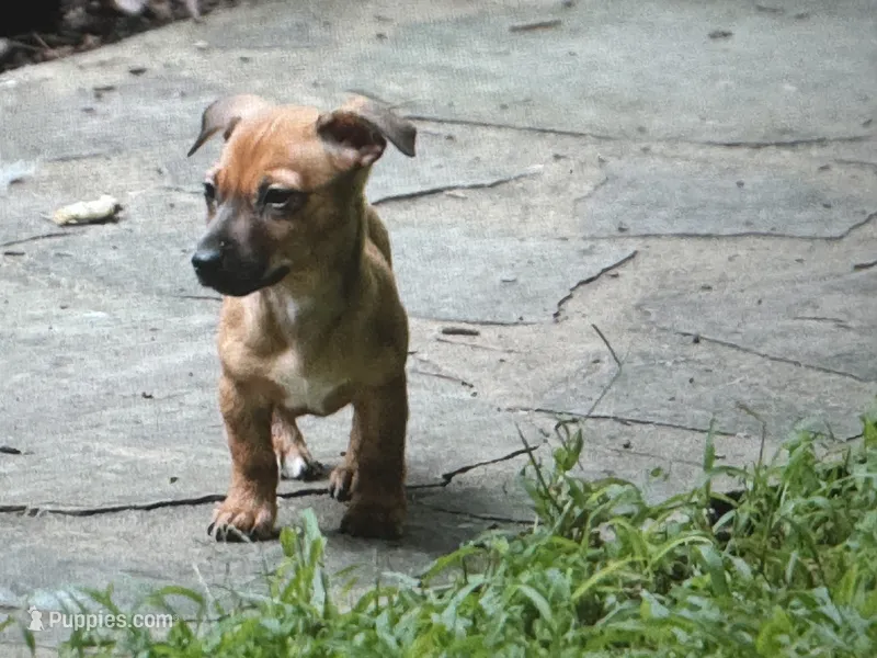 Trip – Teddy Roosevelt Terrier puppy for sale in Cumming, GA