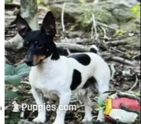 Jax – Teddy Roosevelt Terrier puppy for sale in Cumming, GA