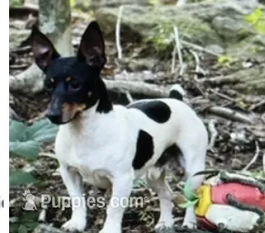 Jax – Teddy Roosevelt Terrier puppy for sale in Cumming, GA