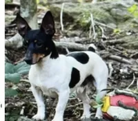 Jax, a male Teddy Roosevelt Terrier for sale in Cumming, GA – 1 of 3