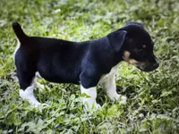 Wilma, a female Teddy Roosevelt Terrier for sale in Cumming, GA – 2 of 4