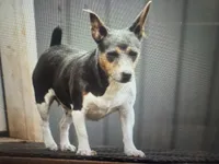 Dusty, a female Rat Terrier and Teddy Roosevelt Terrier for sale in Cumming, GA – 2 of 4