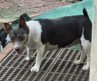 Dusty, a female Rat Terrier and Teddy Roosevelt Terrier for sale in Cumming, GA – 2 of 5