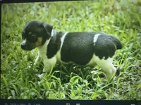 Jetson , a male Teddy Roosevelt Terrier for sale in Cumming, GA – 3 of 7