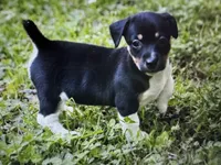 Wilma, a female Teddy Roosevelt Terrier for sale in Cumming, GA – 4 of 4