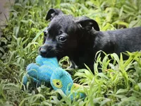 Odyssey, a female Teddy Roosevelt Terrier for sale in Cumming, GA – 5 of 10