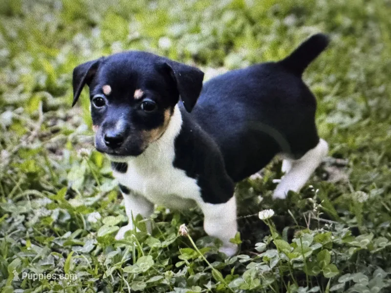 Wilma – Teddy Roosevelt Terrier puppy for sale in Cumming, GA