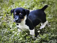 Wilma, a female Teddy Roosevelt Terrier for sale in Cumming, GA – 1 of 4