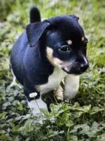 Wilma, a female Teddy Roosevelt Terrier for sale in Cumming, GA – 3 of 4