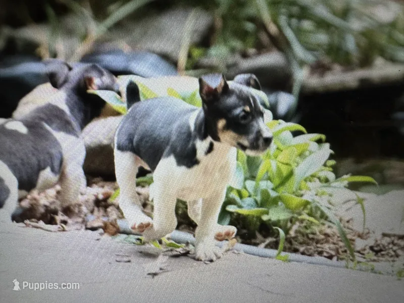 Todd – Rat Terrier puppy for sale in Cumming, GA