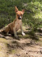 Rosey , a female Rat Terrier and Teddy Roosevelt Terrier for sale in Cumming, GA – 2 of 4