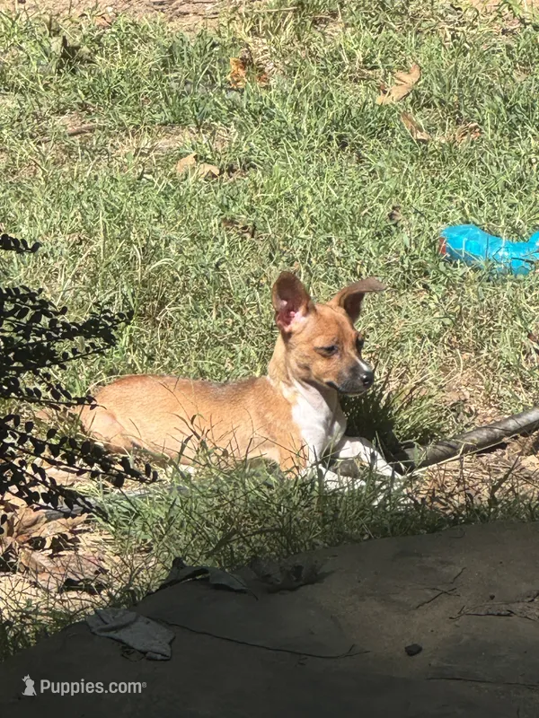 Rosey  – Rat Terrier, Teddy Roosevelt Terrier puppy for sale in Cumming, GA