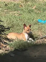 Rosey , a female Rat Terrier and Teddy Roosevelt Terrier for sale in Cumming, GA – 3 of 4