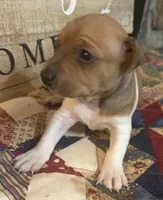 Mercury, a male Rat Terrier and Teddy Roosevelt Terrier for sale in Cumming, GA – 1 of 4