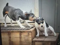 Dusty, a female Rat Terrier and Teddy Roosevelt Terrier for sale in Cumming, GA – 4 of 4