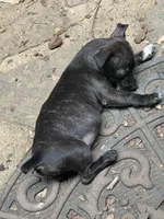 Odyssey, a female Teddy Roosevelt Terrier for sale in Cumming, GA – 9 of 10