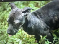 Odyssey, a female Teddy Roosevelt Terrier for sale in Cumming, GA – 6 of 10