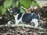 Jetson , a male Teddy Roosevelt Terrier for sale in Cumming, GA – 6 of 7