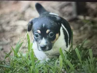 Jetson , a male Teddy Roosevelt Terrier for sale in Cumming, GA – 5 of 7
