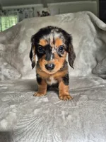 Molly, a female Miniature Dachshund for sale in Charlotte, NC – 3 of 5