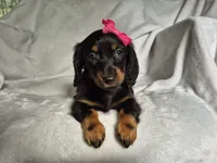 Nala, a female Miniature Dachshund for sale in Charlotte, NC – 3 of 5