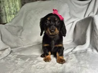 Nala, a female Miniature Dachshund for sale in Charlotte, NC – 5 of 5