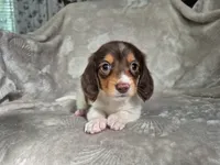 S'more , a male Miniature Dachshund for sale in Charlotte, NC – 3 of 5