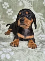 Cooper , a male Miniature Dachshund for sale in Charlotte, NC – 3 of 4