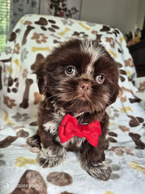 Diezel  – Shih Tzu puppy for sale in Charlotte, NC