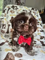 Diezel , a male Shih Tzu for sale in Charlotte, NC – 1 of 4