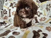 Gumball, a male Shih Tzu for sale in Charlotte, NC – 3 of 4
