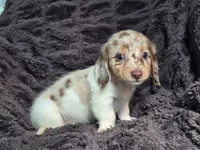 Zues , a male Miniature Dachshund for sale in Charlotte, NC – 3 of 5