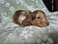 Marshall , a male Miniature Dachshund for sale in Charlotte, NC – 3 of 6
