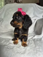Nala, a female Miniature Dachshund for sale in Charlotte, NC – 2 of 5