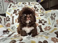 Gumball, a male Shih Tzu for sale in Charlotte, NC – 2 of 4
