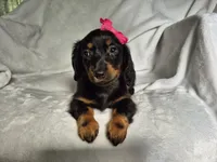 Nala, a female Miniature Dachshund for sale in Charlotte, NC – 4 of 5