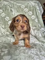 Marshall , a male Miniature Dachshund for sale in Charlotte, NC – 2 of 4