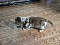 Sofia, a female Miniature Dachshund for sale in Charlotte, NC – 3 of 4