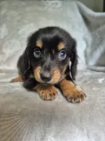 Sam, a male Miniature Dachshund for sale in Charlotte, NC – 2 of 5