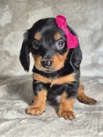 Linda, a female Miniature Dachshund for sale in Charlotte, NC – 1 of 3