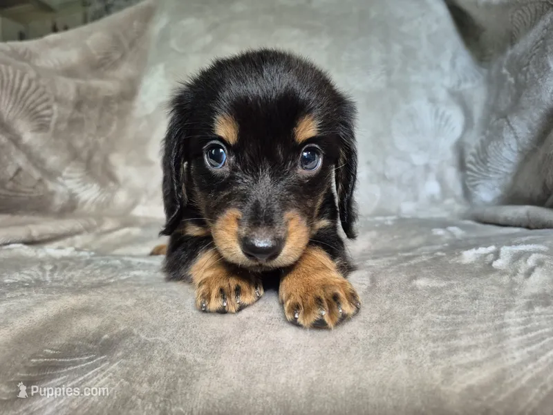 Sam – Miniature Dachshund puppy for sale in Charlotte, NC